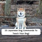 Japanese Dog Training Commands