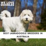 Labradoodle Breeders in Australia