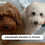 Labradoodle puppies Ontario