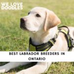 Labrador Breeders in Ontario