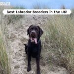 Labrador puppies for sale UK