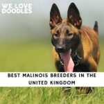 Malinois Breeders in the UK