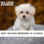 Maltese Breeders in Illinois