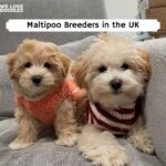 Maltipoo Breeders in the UK