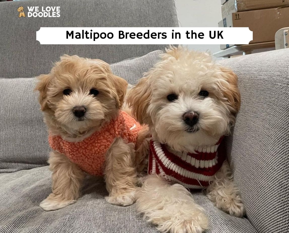 Top store maltipoo breeders