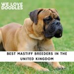 Mastiff Breeders in the UK