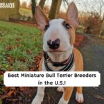Miniature Bull Terrier Breeders puppies for sale