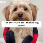 Musical Dog Names