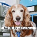 Old Lady Dog Names