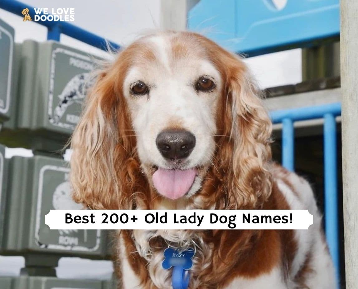 Best 200 Old Lady Dog Names 2024 We Love Doodles best-200-old-lady-dog-names-2024-we-love-doodles