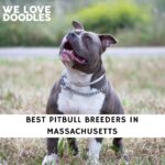 Pitbull Breeders in Massachusetts
