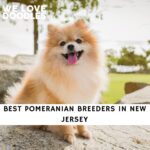 Pomeranian Breeders in New Jersey