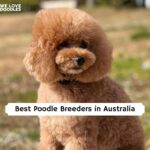 Poodle Breeders in Australia