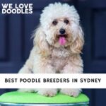 Poodle Breeders in Sydney