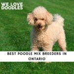 Poodle Mix Breeders in Ontario