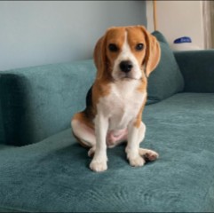 PuppySpot's Beagles For California