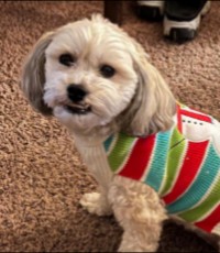 PuppySpot's Shih Poos For Texas