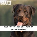 Rottweiler Breeders in Massachusetts
