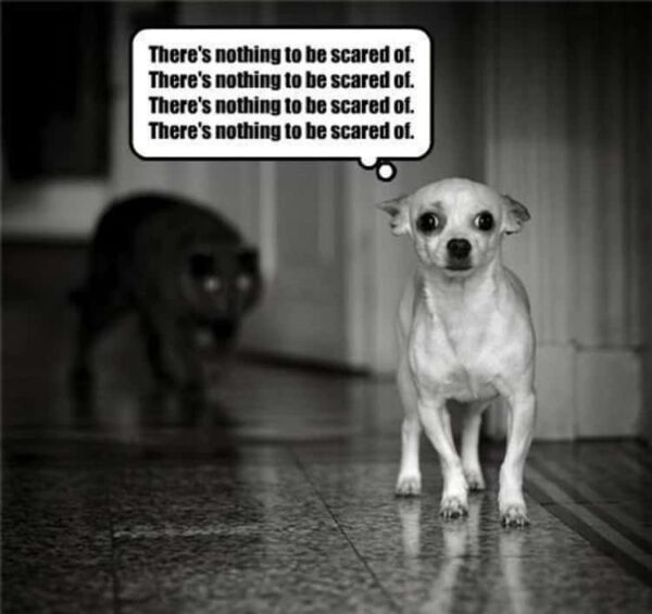 The 15 Best Scared Dog Memes We Love Doodles The 15 Best Scared Dog Memes We Love Doodles