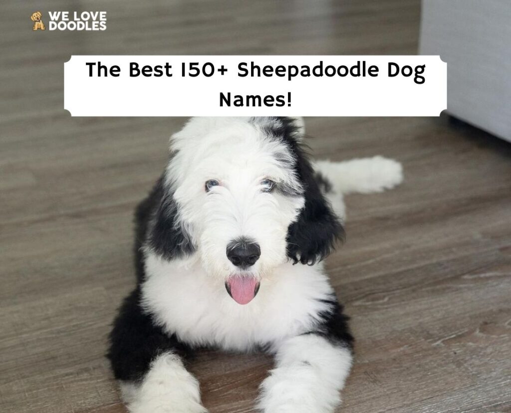 The 150+ Best Sheepadoodle Names!