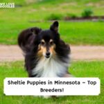 Sheltie breeders minnesota