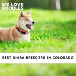Shiba Breeders in Colorado