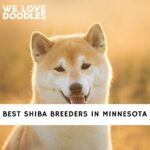 Shiba Breeders in Minnesota