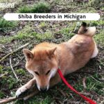Shiba puppies Michigan