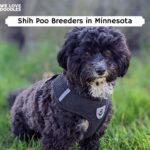 Shih Poo Breeders in Minnesota