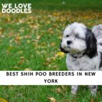 Shih Poo Breeders in New York