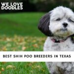 Shih Poo Breeders in Texas