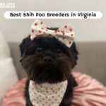 Shih Poo Breeders in Virginia