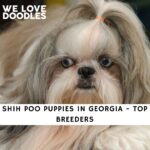 Shih Poo Puppies in Georgia