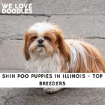 Shih Poo Puppies in Illinois