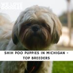 Shih Poo Puppies in Michigan