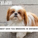 Shih Tzu Breeders in Ontario