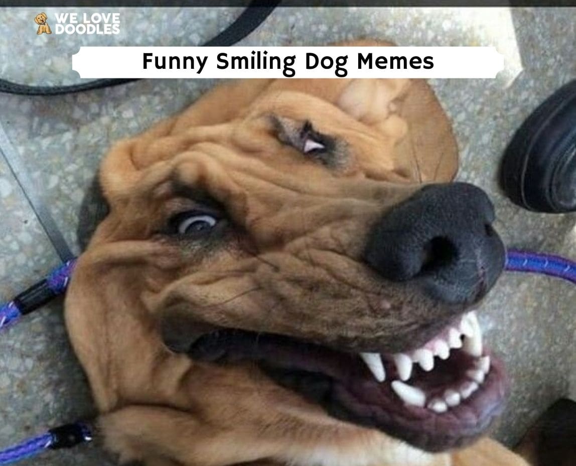 are dogs really smiling at us can a dogsmile