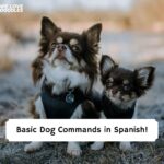 Spanish Dog Training Commands
