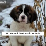St. Bernard Breeders in Ontario