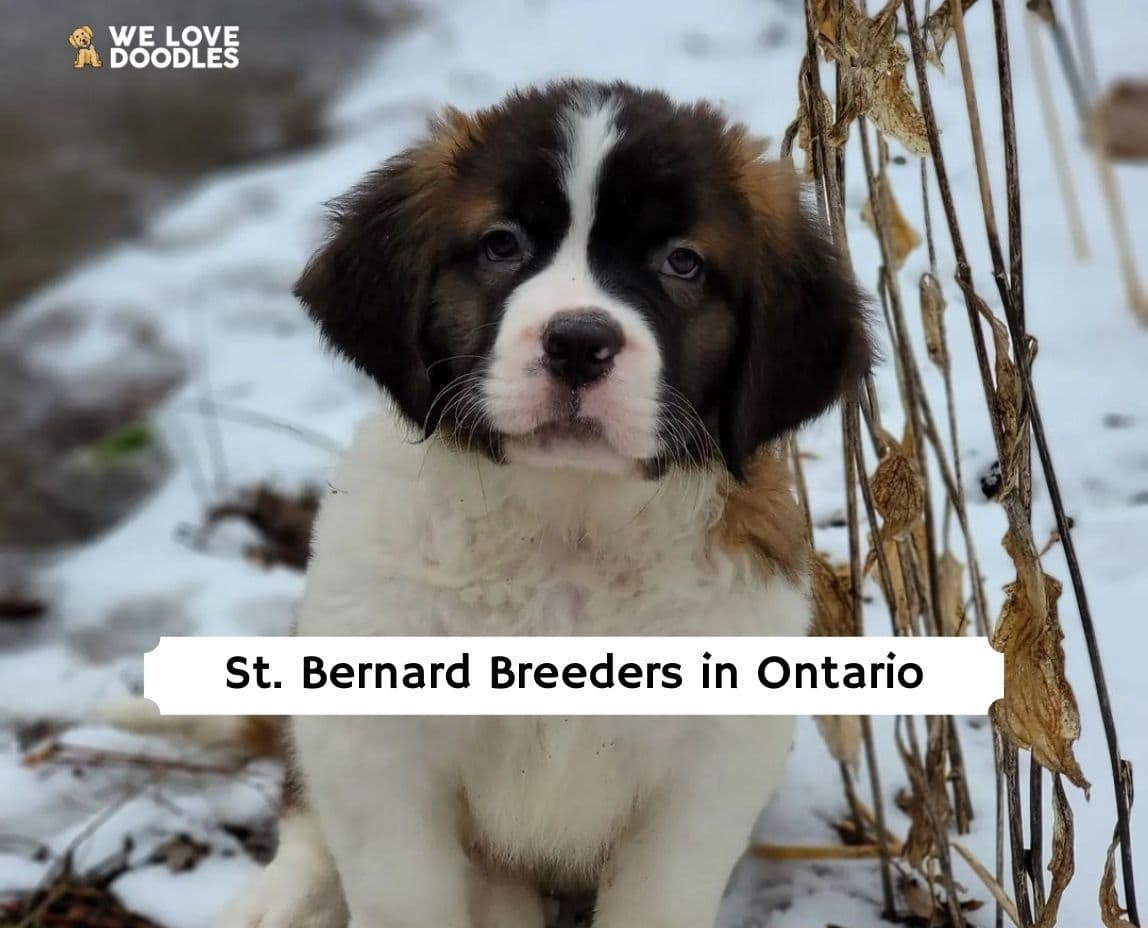 how much do st bernard puppies cost