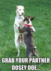 Two Dogs Dancing The 20 Best Funny Dancing Dog Memes! - We Love Doodles