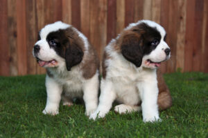 Best st hot sale bernard names