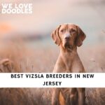 Vizsla Breeders in New Jersey