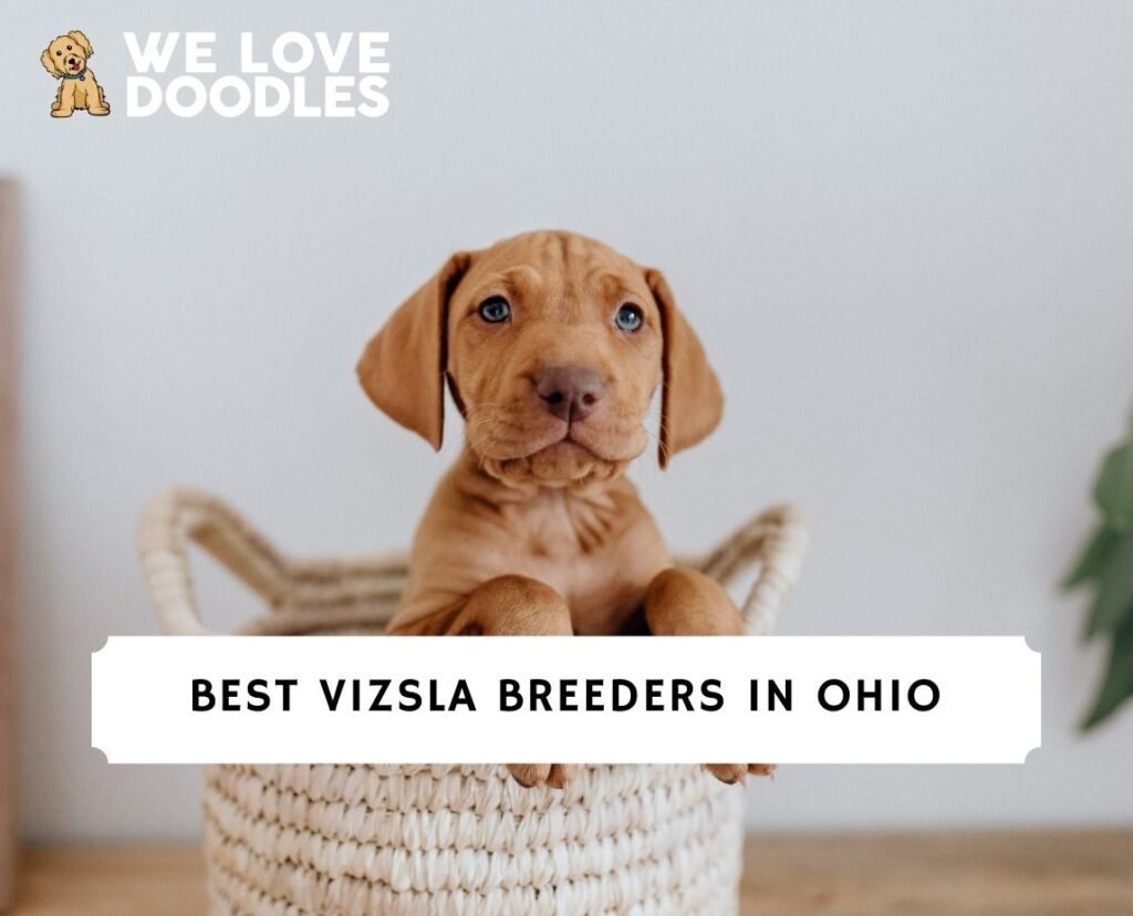 10 Best Vizsla Breeders in Ohio!