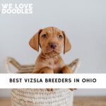 Vizsla Breeders in Ohio