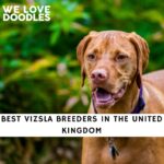 Vizsla Breeders in the UK