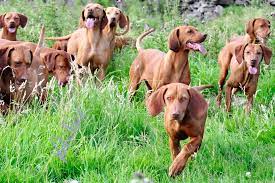 Von best sale huber vizsla