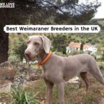 Weimaraner puppies UK