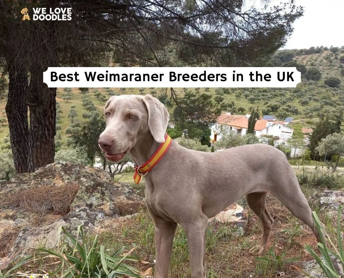 how long do weimaraners eyes stay blue