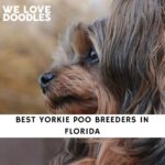 Yorkie Poo Breeders in Florida